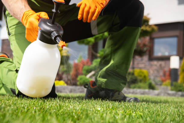 Best Residential Pest Control  in Morenci, AZ