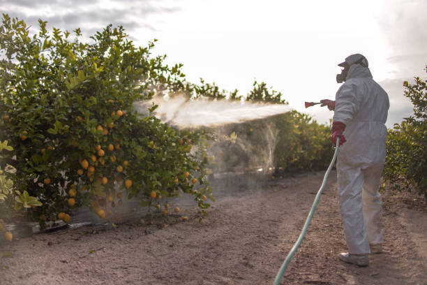 Wasp Removal Services in Morenci, AZ