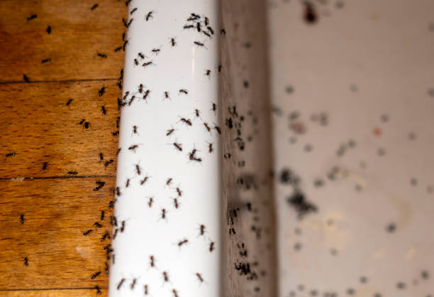 Best Flea Control Services  in Morenci, AZ