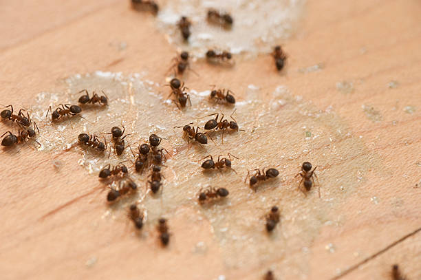 Best Exterminator Services  in Morenci, AZ