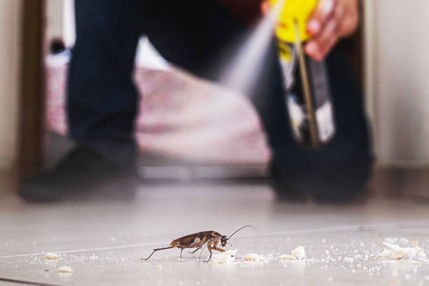 Best Pest Prevention Services  in Morenci, AZ