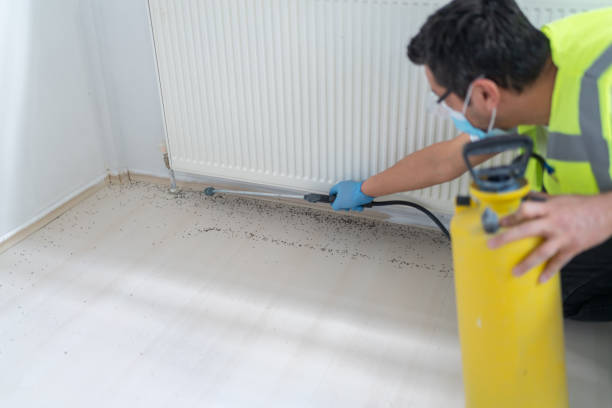 Best Residential Pest Control  in Morenci, AZ