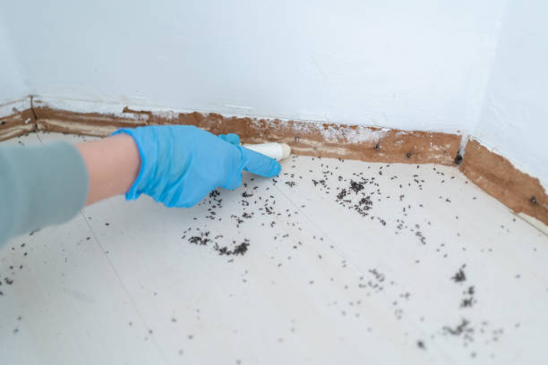 Best Best Pest Control Companies  in Morenci, AZ